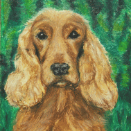 Cocker Spaniel
